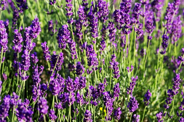 ラベンダーの植物のマクロ。芳香植物のハーブの風景. — ストック写真