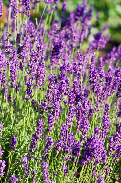 ラベンダーの植物のマクロ。芳香植物のハーブの風景. — ストック写真