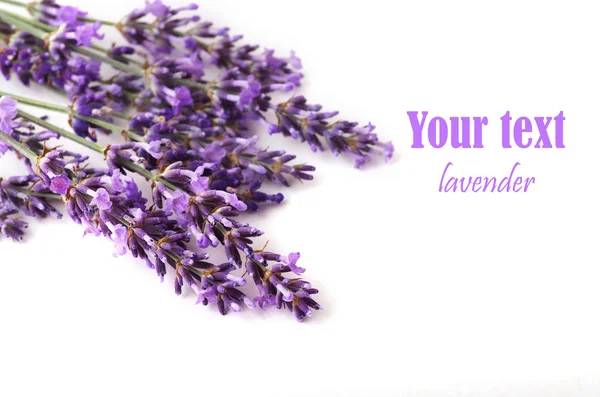 Flor de lavanda sobre fondo blanco — Foto de Stock