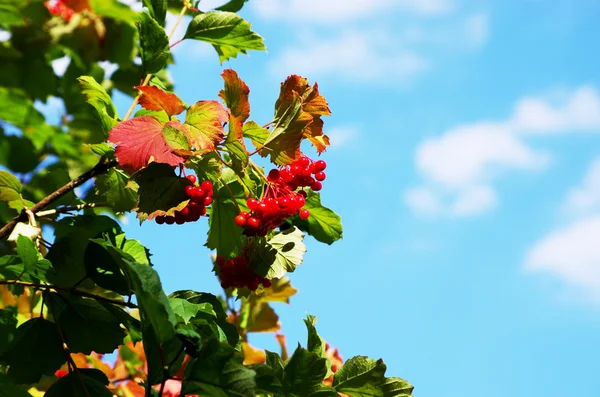 Červené bobule Viburnum na stromě — Stock fotografie
