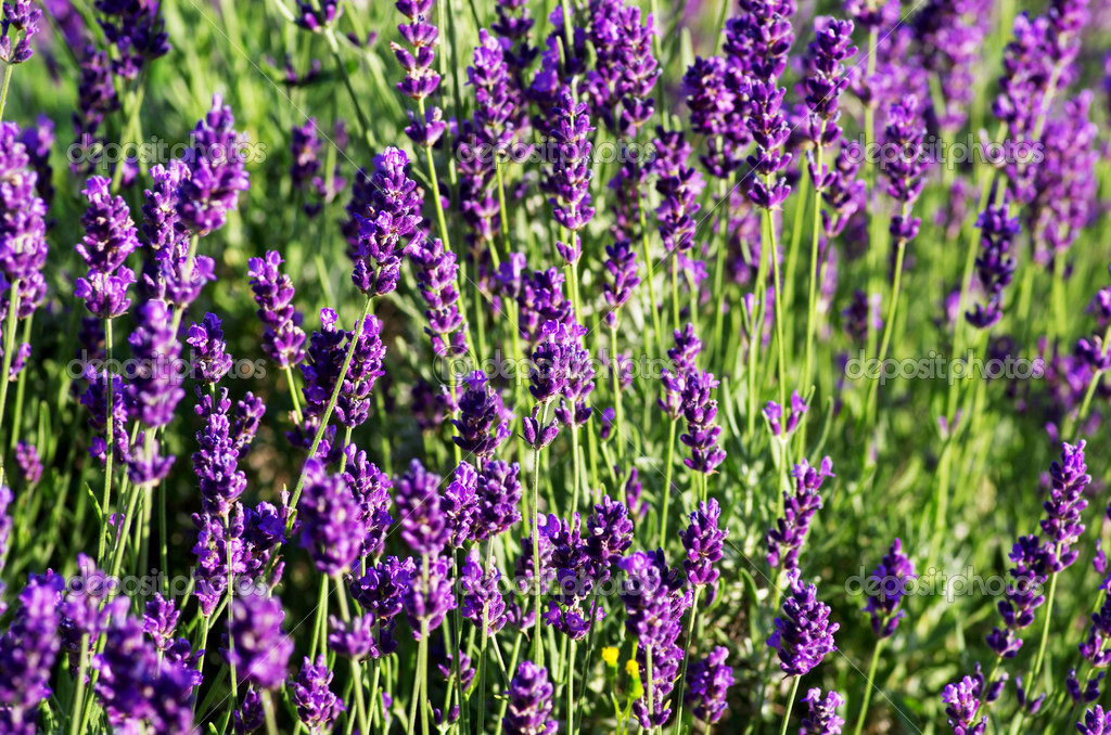Macro of lavender plant. herbal landscape of aromatic plant. — Stock