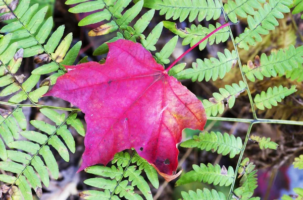 Eğreltiotu üzerinde yalan akçaağaç yaprağı — Stok fotoğraf