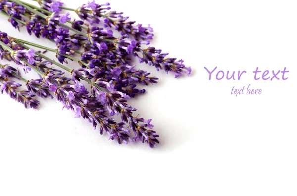 Flor de lavanda sobre fondo blanco — Foto de Stock