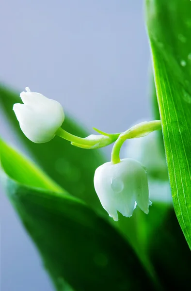 Nahaufnahme der Maiglöckchen — Stockfoto