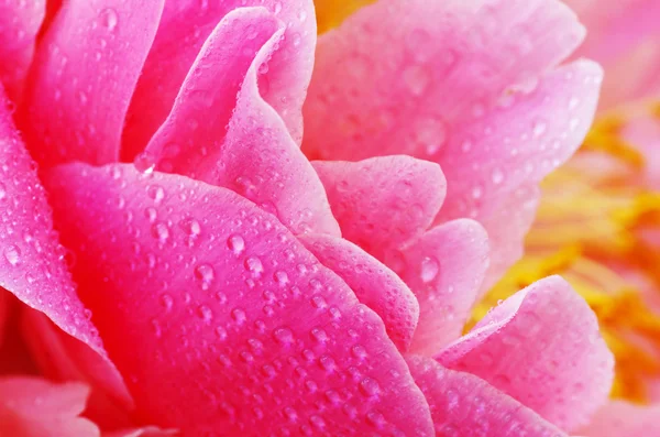 Water drops on peony petals, flower background — Stock Photo, Image