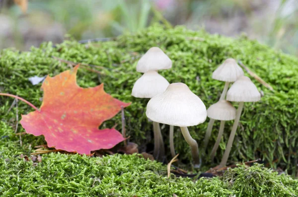 Cogumelos selvagens no chão da floresta — Fotografia de Stock