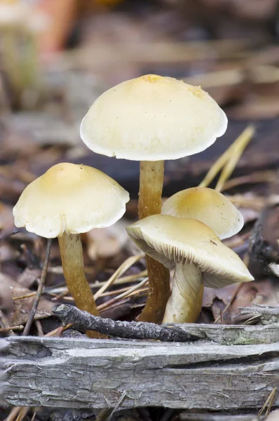 Lesní houby na zemi. — Stock fotografie