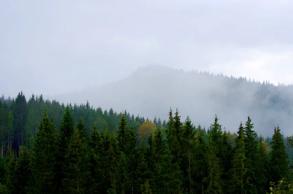 Nebliger Sommermorgen in den Bergen. Karpaten, Ukraine, — Stockfoto