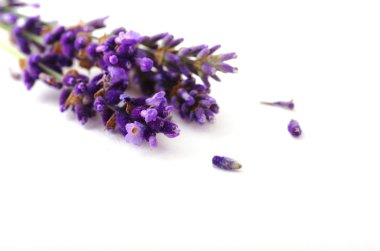 Beyaz arkaplanda lavanta çiçeği