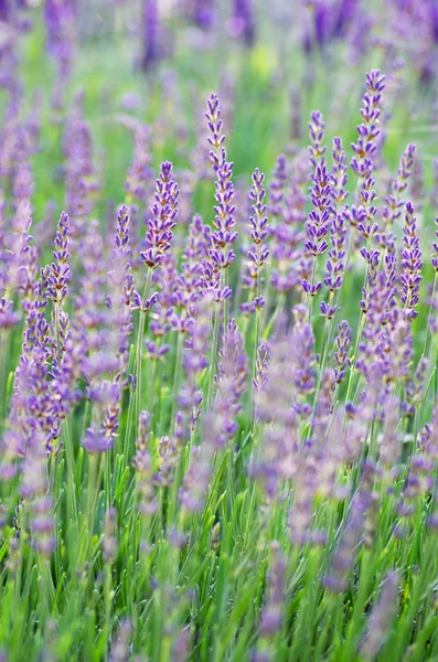 Makro av lavendel växt. växtbaserade landskap av aromatisk växt. — Stockfoto