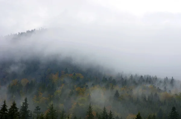 Nebliger Sommermorgen in den Bergen. Karpaten, Ukraine, — Stockfoto