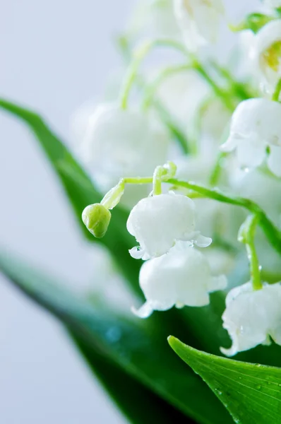 Close up of Lily of the valley. DOF — Stock Photo, Image