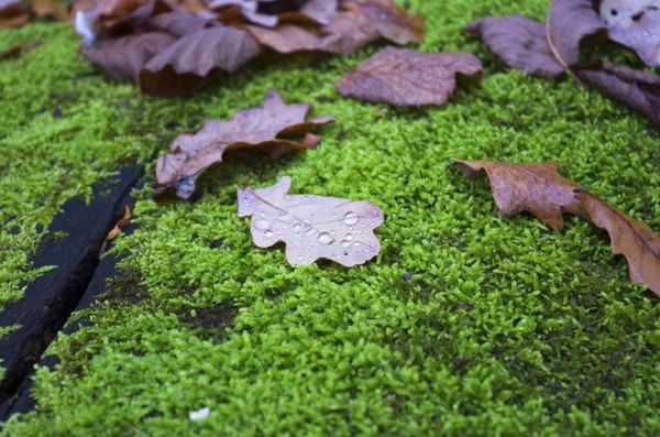 Eichenblatt mit Wassertropfen bedeckt liegt auf dem Moos — Stockfoto