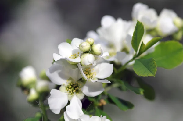 Cerezo pájaro en flor — Foto de Stock