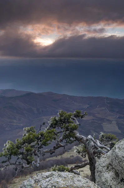 Demerdji Crimea'da Dağı çam arka planda olduğunu — Stok fotoğraf