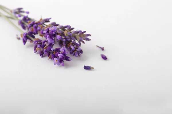 Lavendel blomma på vit bakgrund — Stockfoto