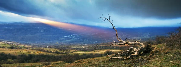 Dramatiska landskap med ensam torra träd — Stockfoto