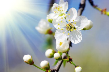 doğal arka plan üzerinde kiraz çiçek