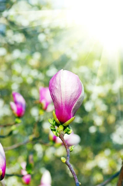 Lila Magnolienblüten auf grünem Hintergrund — Stockfoto