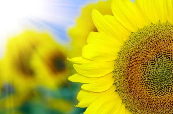 Sonnenblumenfeld mit blauem Himmel im Grünen — Stockfoto