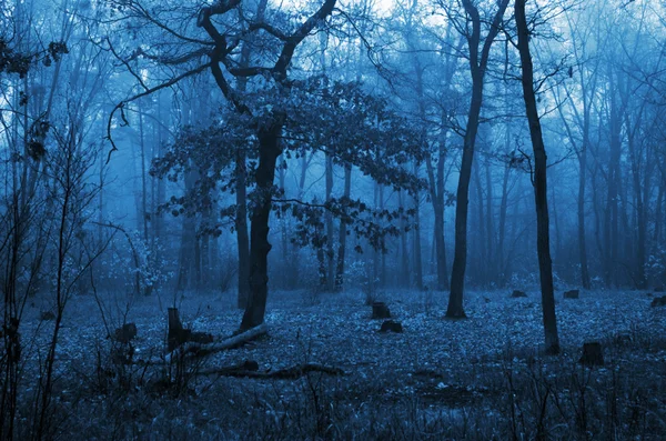 Árboles en un bosque con niebla y hojas de otoño en el suelo — Foto de Stock