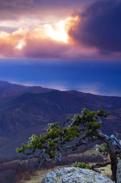 Pino di montagna sullo sfondo è Demerdji in Crimea — Foto Stock