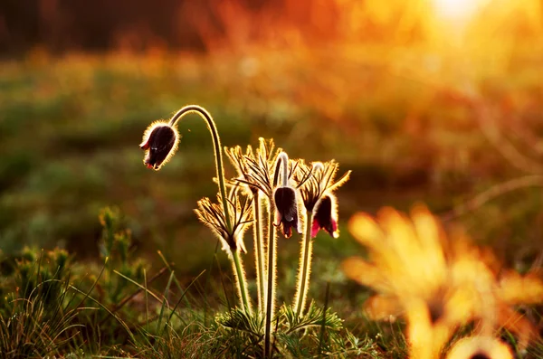 Pasque Wild Flower Group no pôr-do-sol — Fotografia de Stock