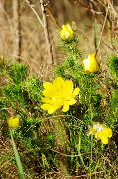 Vild pion på ängen under soluppgången — Stockfoto