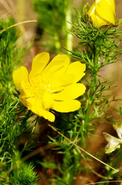 Vild pion på ängen under soluppgången — Stockfoto