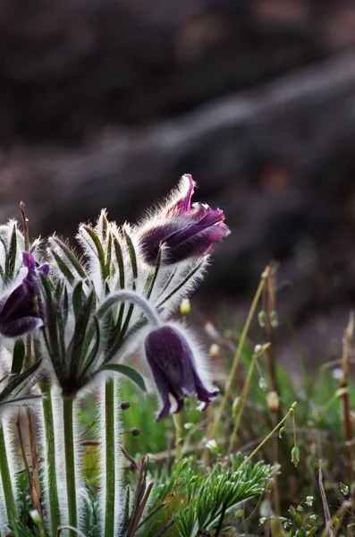 Цветок-паска растет в природе на закате, макро весенний цветок b — стоковое фото