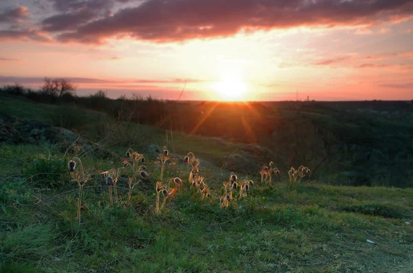 Pasque-çiçek doğa günbatımı, makro bahar çiçek b üzerinde büyüyen — Stok fotoğraf