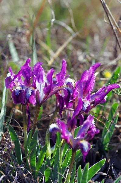 Yabani Menekşe iris Close-Up — Stok fotoğraf