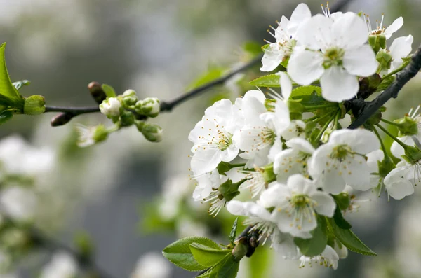 Flor de cerezo primer plano sobre fondo natural — Foto de Stock