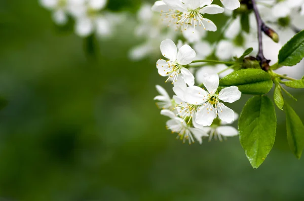 Kersenbloesem close-up over natuurlijke achtergrond — Stockfoto