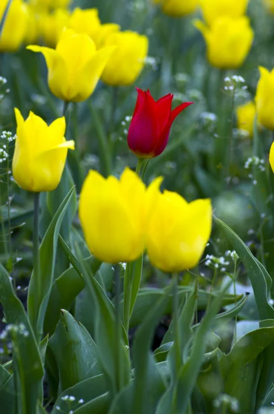 Весенний фон с тюльпанами — стоковое фото