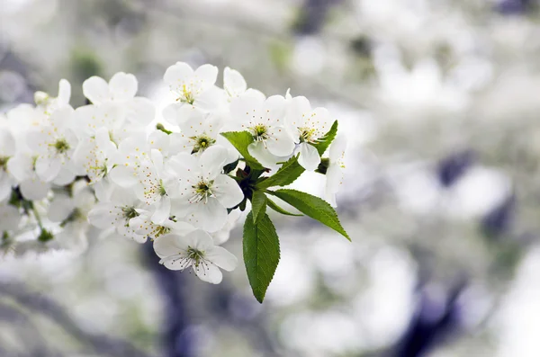 Flor de cerezo primer plano sobre fondo natural — Foto de Stock