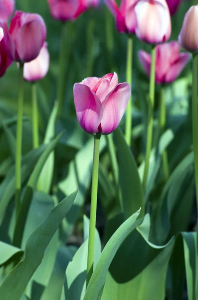 Jarní pozadí s tulipány — Stock fotografie