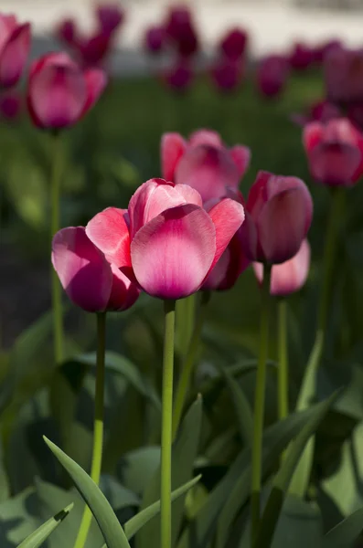 Fundo da mola com tulipas — Fotografia de Stock