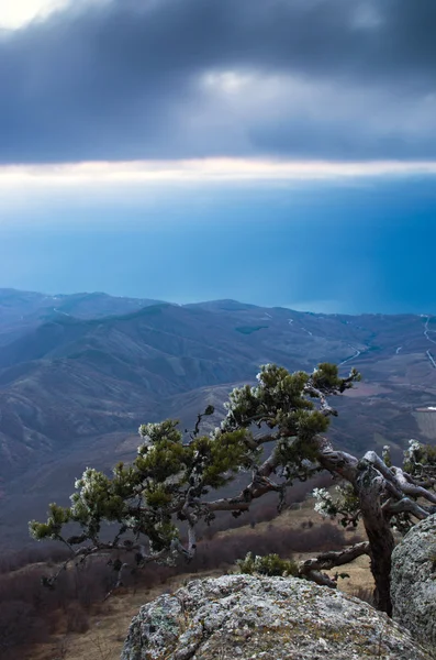Pino di montagna sullo sfondo è Demerdji in Crimea — Foto Stock