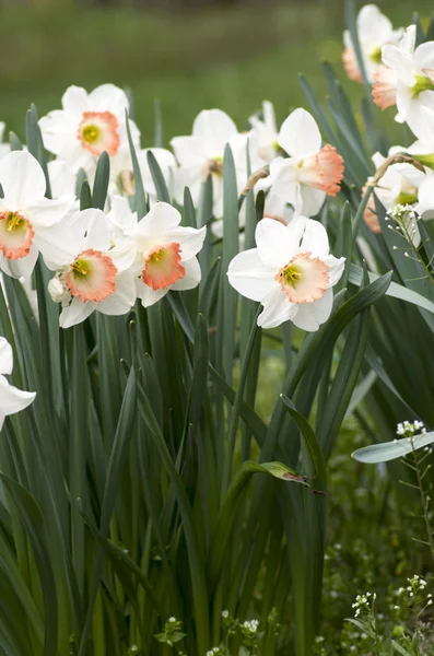 Narcissus flowers over natural background. — Stock Photo, Image