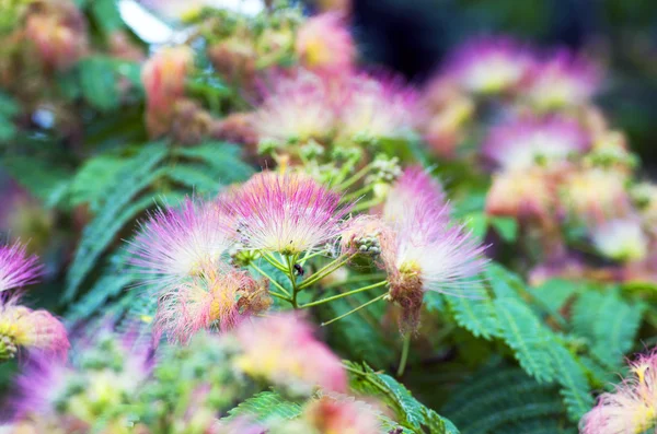 Albizia julibrissin - fában silk — Stock Fotó