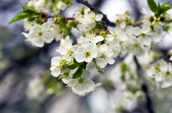 Flor de cerezo primer plano sobre fondo natural — Foto de Stock