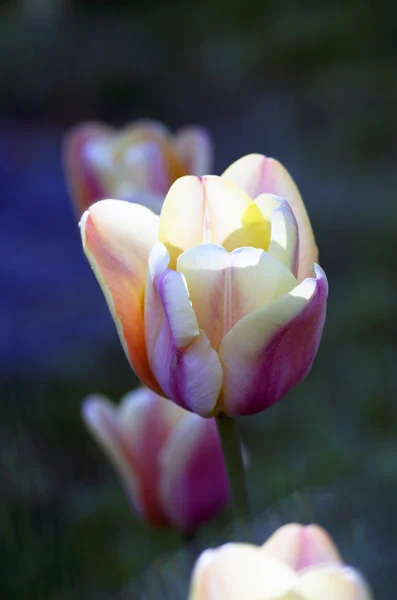 Fond de printemps avec tulipes — Photo