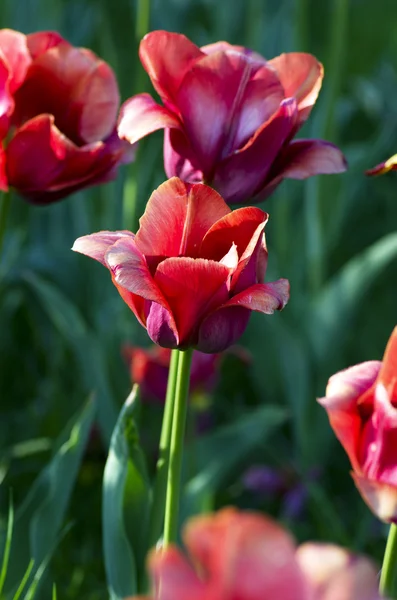 Fondo de primavera con tulipanes — Foto de Stock