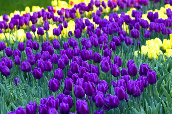 Frühling Hintergrund mit Tulpen — Stockfoto