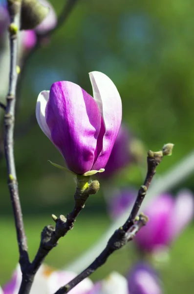 Magnolia tree blossom over natural background — Stock Photo, Image