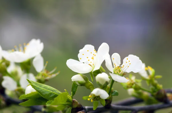 Flor de cerezo primer plano sobre fondo natural — Foto de Stock