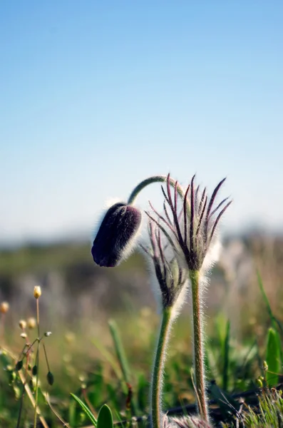 Pasque-flor que crece en la naturaleza en la puesta del sol, macro primavera floral b — Foto de Stock