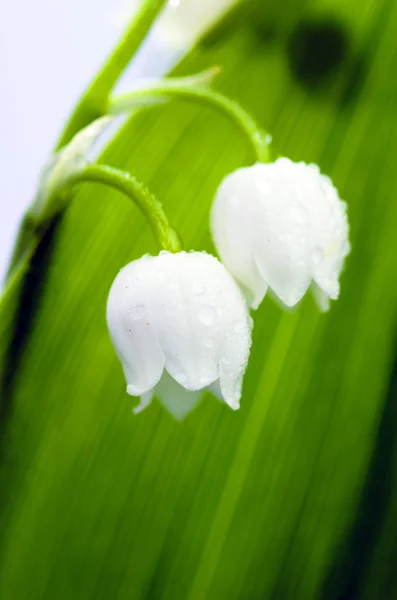 Close up of Lily of the valley — Stock Photo, Image