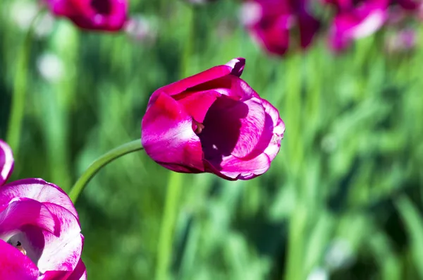 Весняний фон з тюльпанами на природному фоні — стокове фото